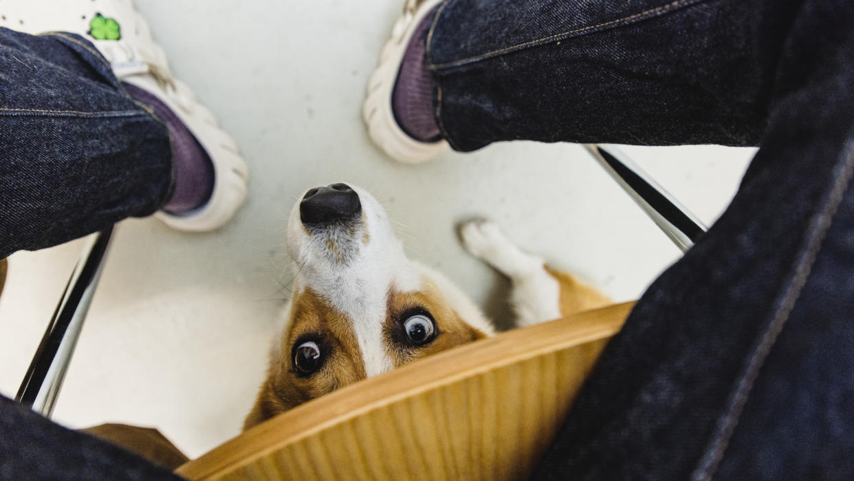  Dog hiding under human sitting on a chair 