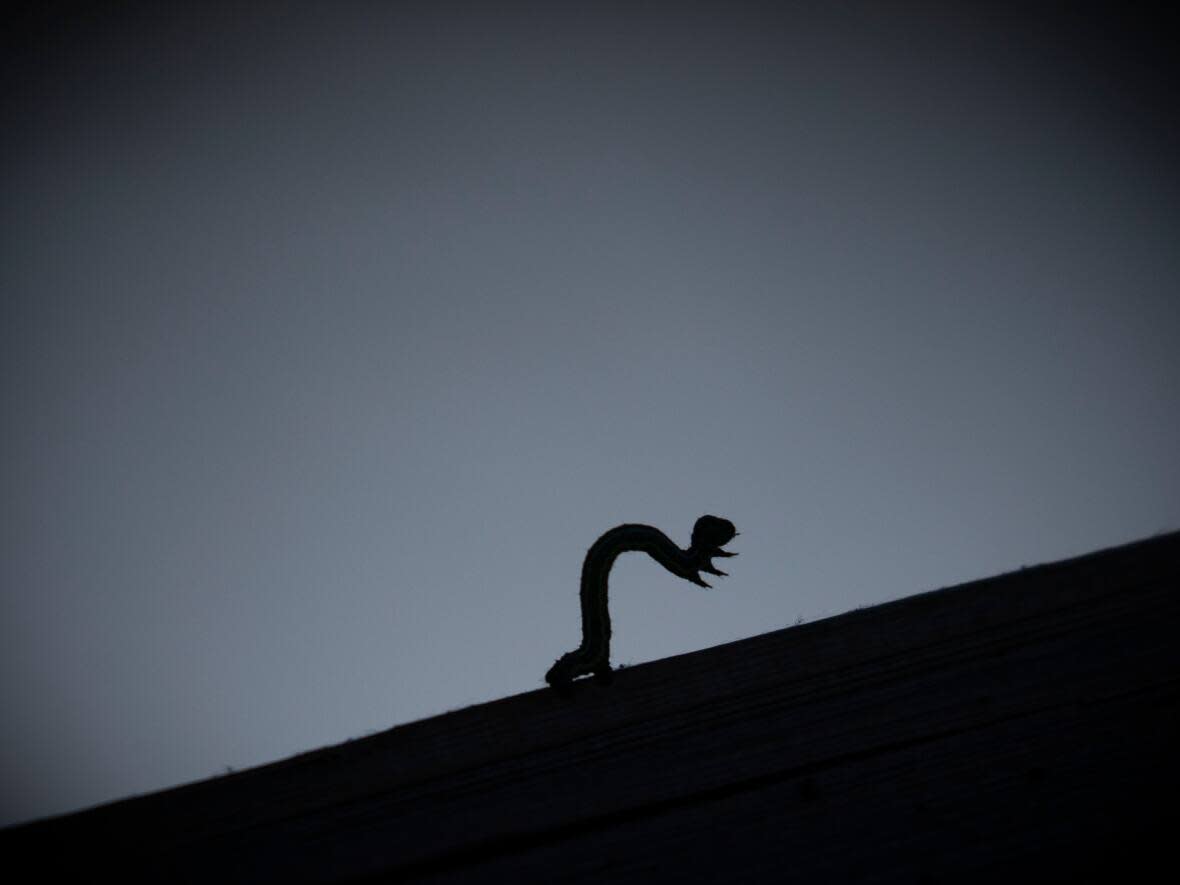 A close-up image of looper moth larvae in North Vancouver on Wednesday, July 15, 2021.  Trees damaged by the insects in the region are slated to come down before March as experts say they pose a safety risk. (Ben Nelms/CBC - image credit)