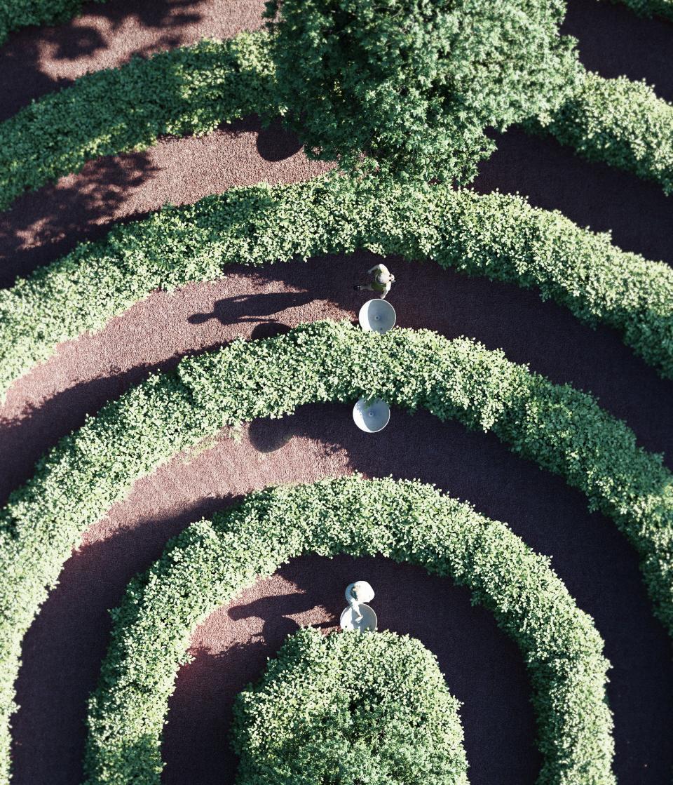 An aerial view shows the safe distance between each individual walking in the park at the same time.