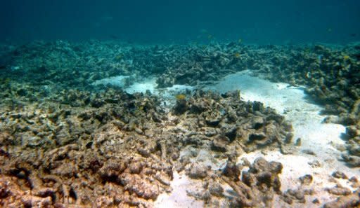 Undated handout photo provided by Australian Institute of Marine Science shows damage caused by crown-of-thorns starfish at the Great Barrier Reef. A scientist said that over the past 50 years the starfish had caused more damage to reefs than bleaching