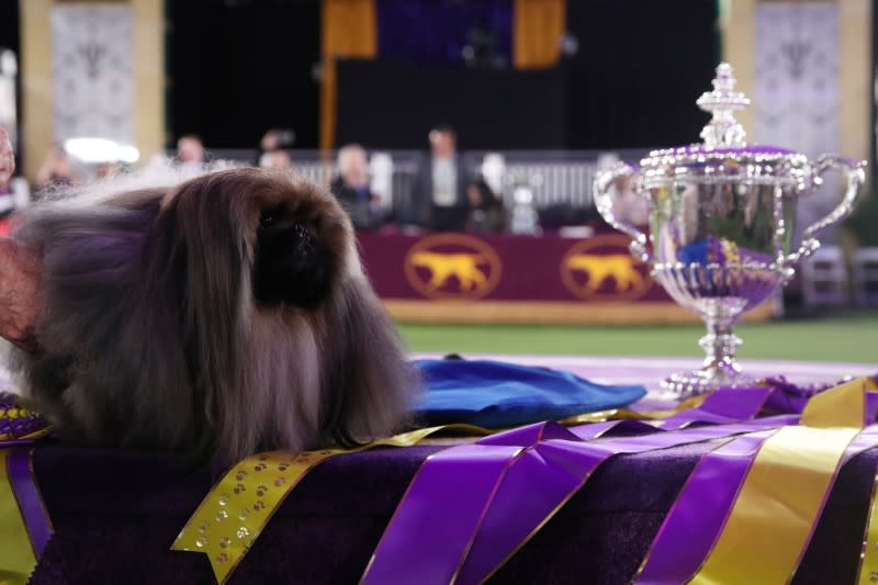 The 145th Westminster Kennel Club Dog Show at Lyndhurst Mansion in Tarrytown, New York