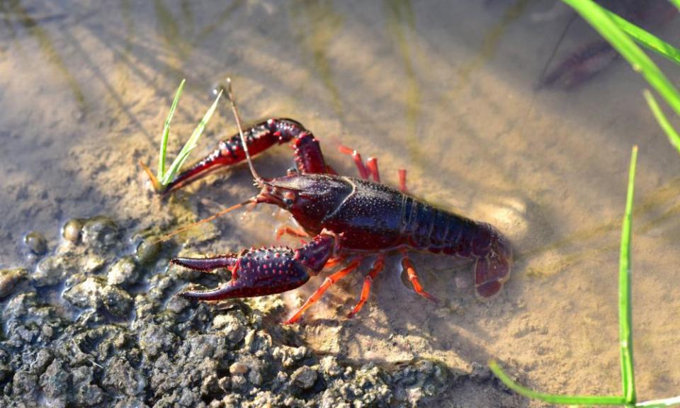 red swamp crayfish