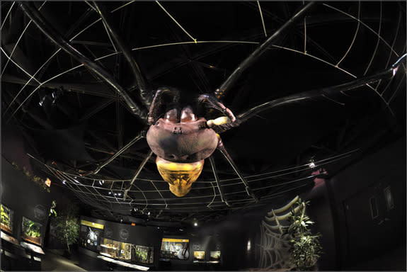 A 40-foot-long model of the golden orb-web spider (<i>Nephila pilipes</i>) — a striking spider found in Asia and Australia — hangs above the <i>Spiders Alive!</i> exhibition.