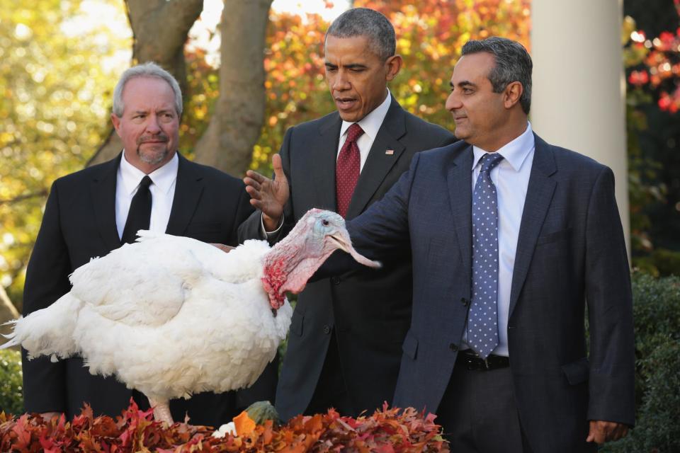 Obama pardons a turkey during his presidency (Getty)