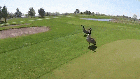 GIF of goose attacking drone