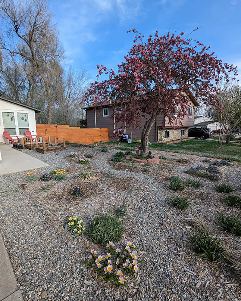 Flowering tree in front yard with grass ripped out.