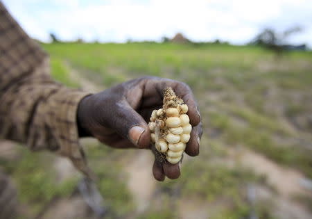 A Zimbabwean subsistence farmer holds a stunted maize cob in his field outside Harare, January 20, 2016. REUTERS/Philimon Bulawayo