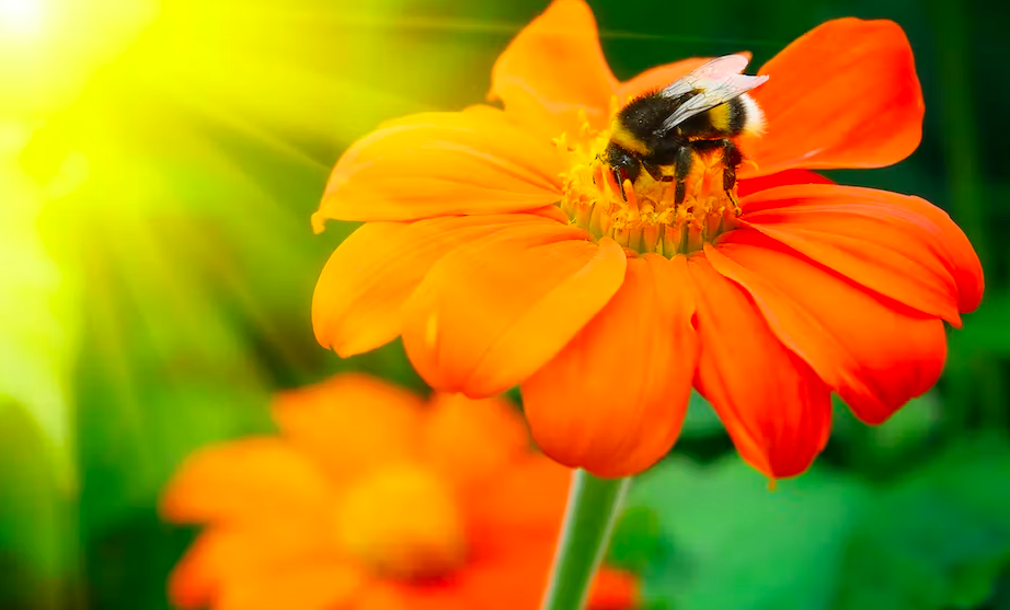 Bees that can adapt to the changing climate around us offer hope for more research and better policy and conservation efforts.  (Shutterstock)