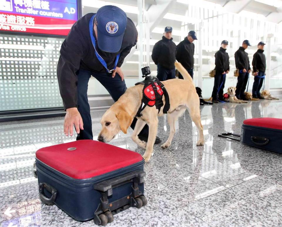 圖為保三總隊警犬在桃園機場執行防疫任務。(示意圖／范揚光攝)