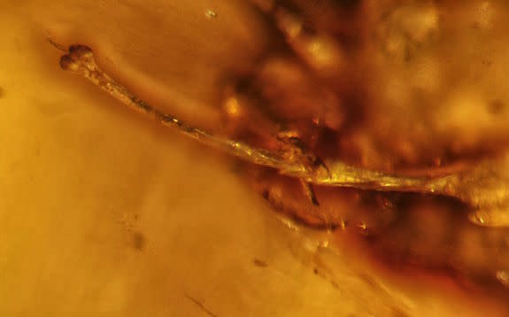 A close look at the erect harvestman penis found trapped in amber in Myanmar.