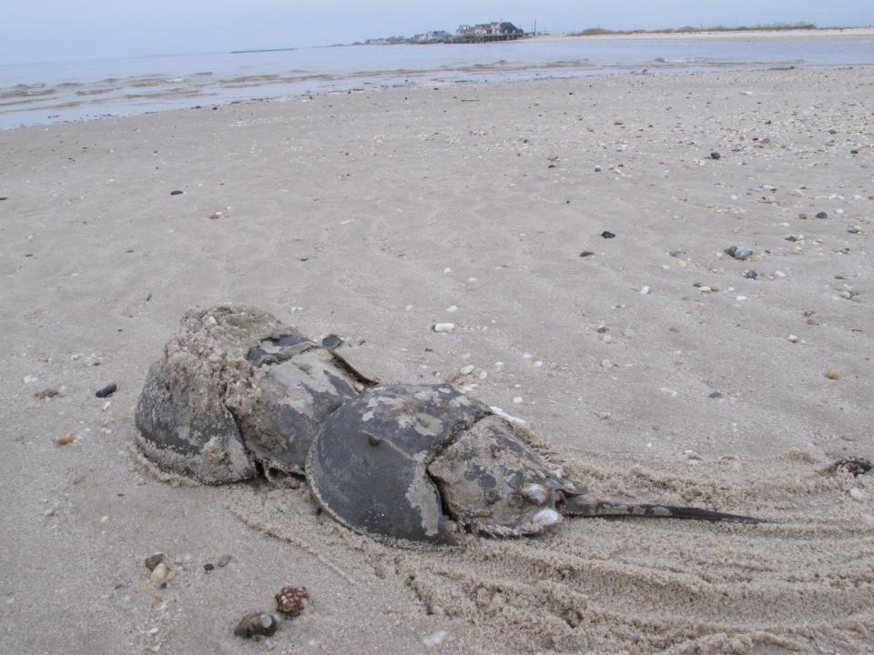 In this May 8, 2014 photo, two horseshoe crabs head back to the water after mating on a beach in Middle Township N.J. to lay eggs. A year-long project to replenish five Delaware Bay beaches that are vital to the continued survival of horseshoe crabs and the red knot, an endangered shorebird has been completed just in time for the second summer after Superstorm Sandy, which severely eroded the beaches and wrecked habitat for the animals. (AP Photo/Wayne Parry)