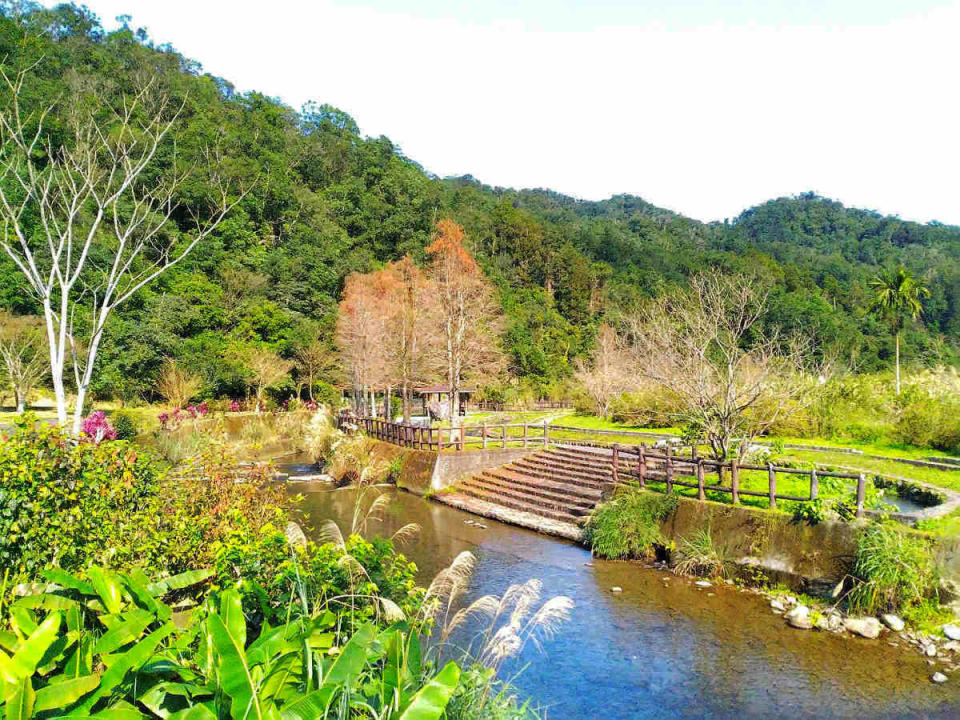 九芎根親水公園溪畔落雨松(圖片來源：坪林區公所)