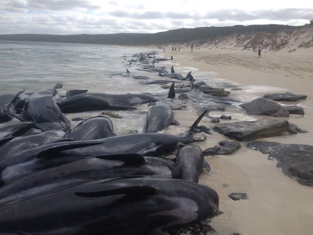 Nearly 150 whales have died. Source: AAP