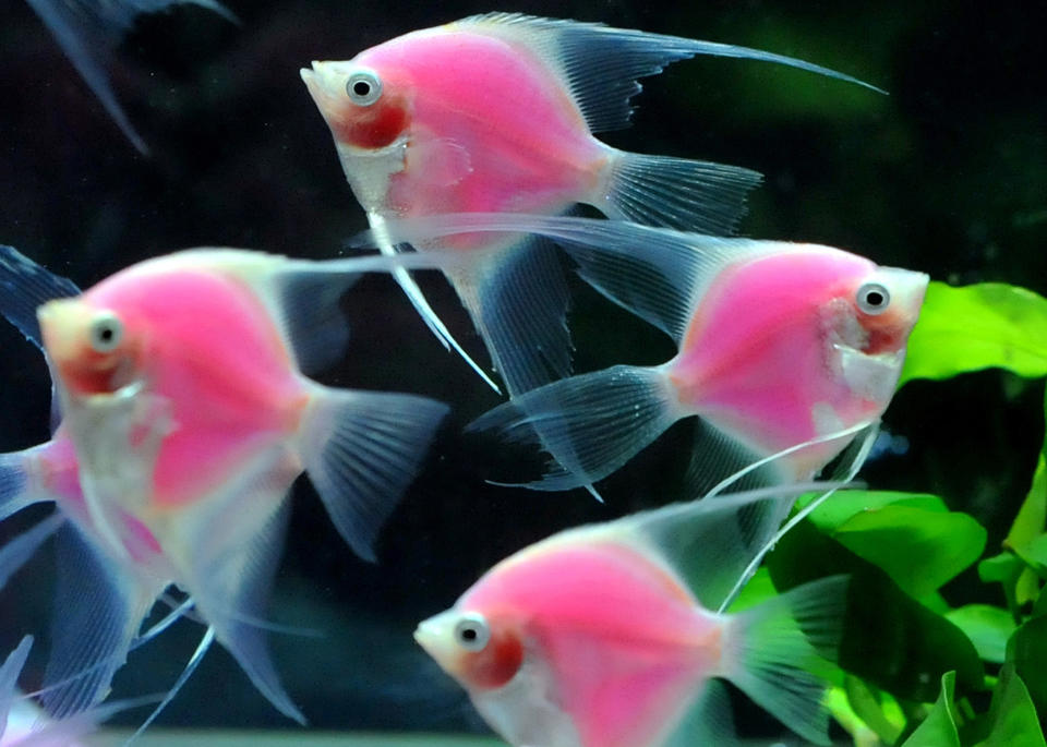 Pterophyllum scalare fish are displayed at the 2012 Taiwan International Aquarium Expo in Taipei on November 9, 2012. More than one hundred fish tanks from many countries will be on display in the four day exhibition at Nangang Exhibition Hall from November 9 to 12. Mandy Cheng/AFP/Getty Images