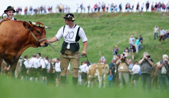 Participants dressed in traditional Bavarian lederhosen arrive for the 5th ox-racing championship (5. Muensinger Ochsenrennen) on August 26, 2012 in Muensing, Germany. The competition, which only takes place once every four years, is a race of jockeys riding bareback on oxen across a field and is complemented with a morning procession and 'ox-ball' (featuring roasted ox) in a festivities tent after the races. (Photo by Johannes Simon/Getty Images)