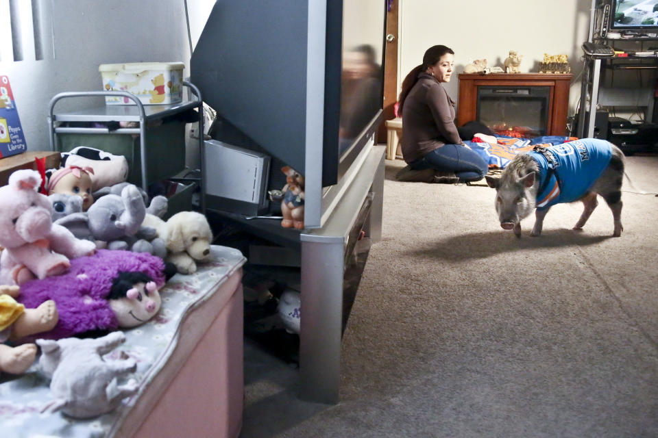 Danielle Forgione and Petey, the family's pet pig, during an interview, on Thursday, March 21, 2013, in the Queens borough of New York. Forgione is scrambling to sell her second-floor apartment after a neighbor complained about 1-year-old Petey the pig to the co-op board. In November and December she was issued city animal violations and in January was told by both the city and her management office that she needed to get rid of the pig. (AP Photo/Bebeto Matthews)