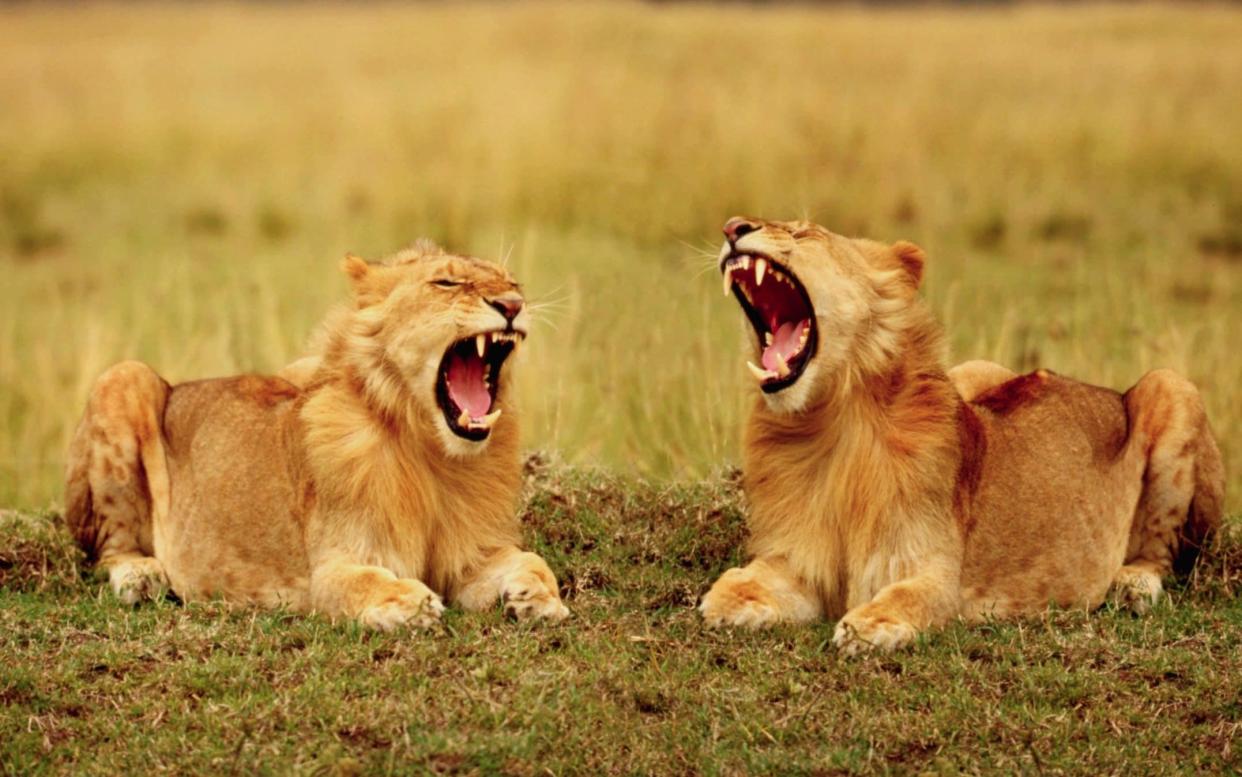 A pair of yawning lionesses - Jim Zuckerman /RF
