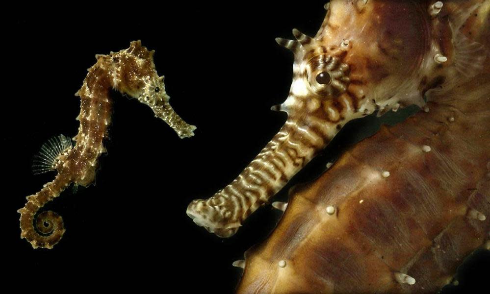 <span>Photograph: National Sea Life Centre/PA</span>