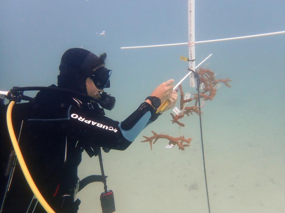 Sydney Gallagher, a staff biologist at Mote's Elizabeth Moore International Center for Coral Reef Research & Restoration, returns staghorn corals to one of Mote’s in-water nurseries.