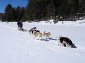 Sechs Huskys sind für den Schlitten für zwei Personen die richtige Wahl. Sonst wird die Geschwindigkeit für Anfänger zu hoch und der Schlitten könnte kippen. Foto: Brigitte Geiselhart