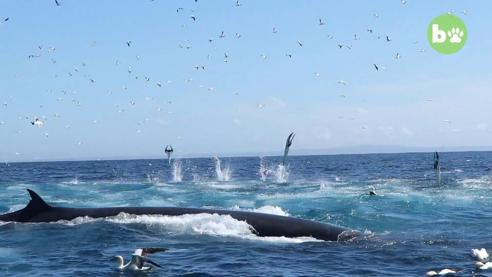 South African dive tour operator Rainer Schimpf was swimming off the coast when he was accidentally swept into a whale's mouth. (Photo: Barcroft Animals)