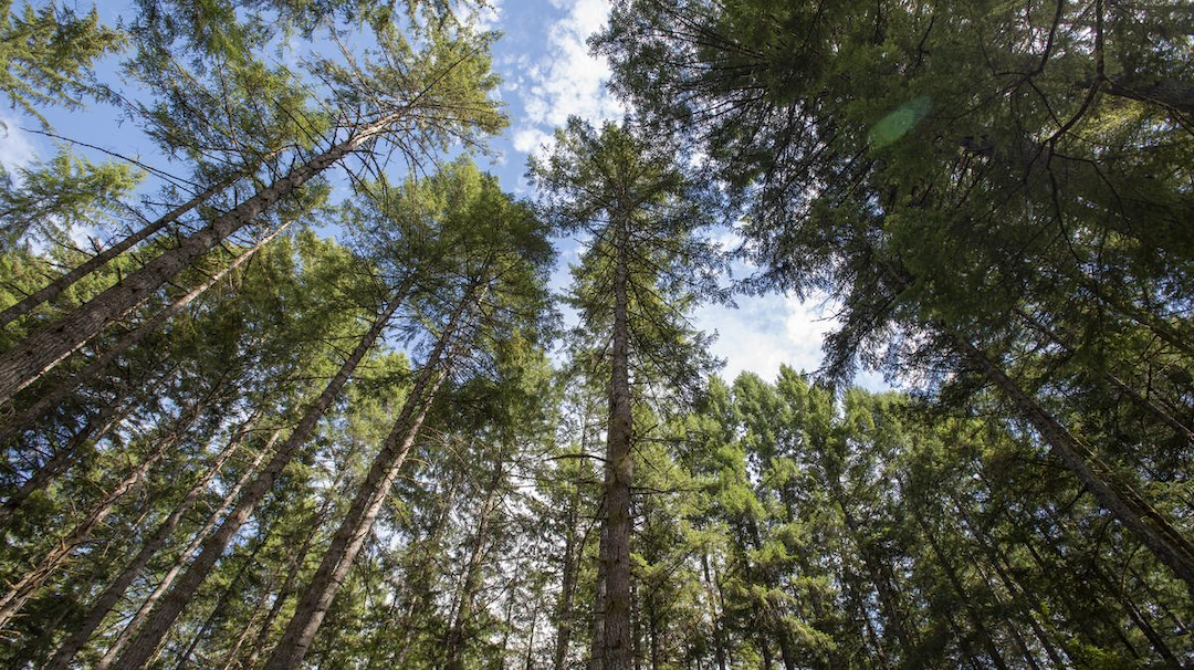 forest showing all kinds of different species and age classes of trees