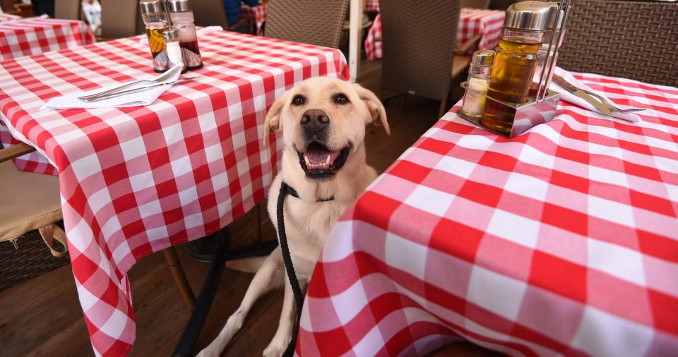 A dog in a restaurant.