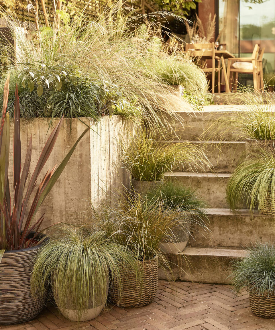 steps with pots of ornamental grasses