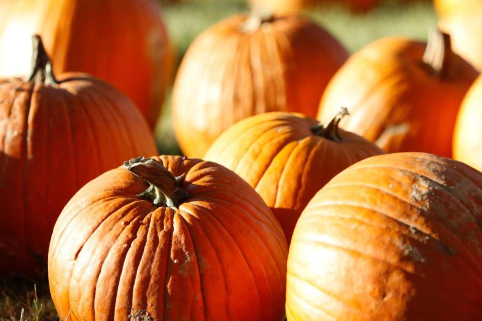 With fall’s arrival, there are several venues in South Carolina that center around pumpkin picking.