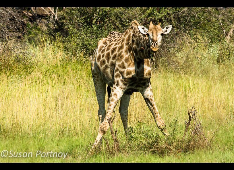 Though the epitome of grace when walking or running through the bush, Giraffes can look rather goofy when eating off the ground.         © Susan Portnoy  Chitabe Camp, Botswana
