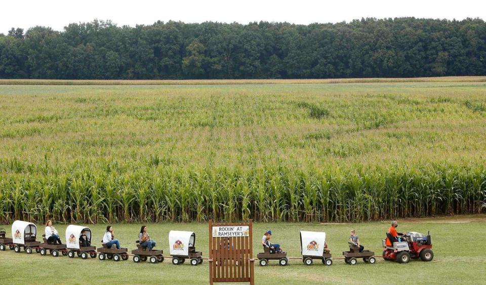 Passengers on the Conestoga wagon train ride past the Ohio-themed corn maze at Ramseyer Farms in Wooster.