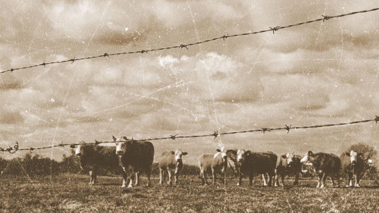 old photo of cattle along the river ranch