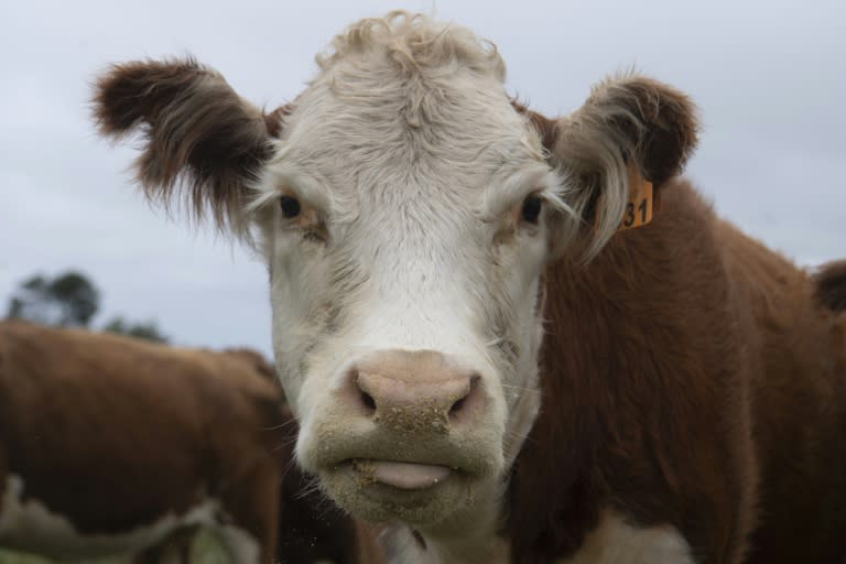 Gallstones found in the bladders of cattle during meat processing are highly prized in Asia, where they are used in alternative medicine (Pablo PORCIUNCULA)