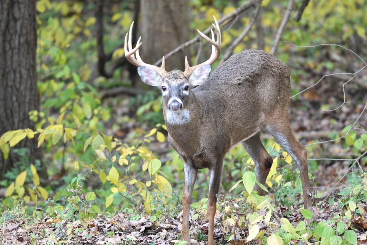 A hunter was injured at Salt Fork State Park shortly after harvesting a white-tailed deer Monday on opening day of deer gun season. He was taken to Southeastern Med in Cambridge for treatment.