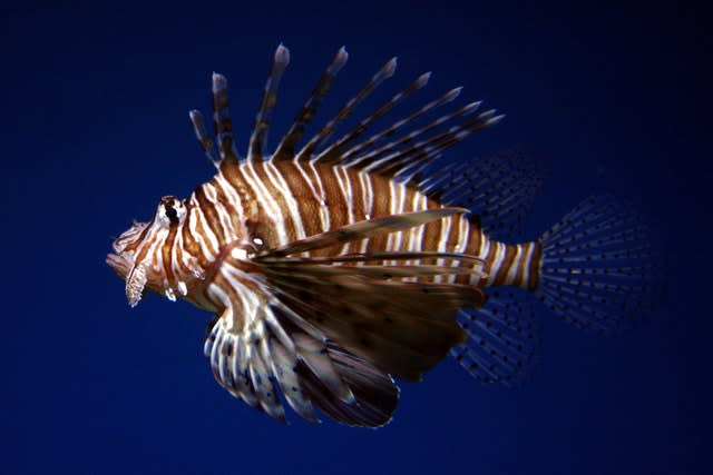 Stock – Animals – Common Lionfish