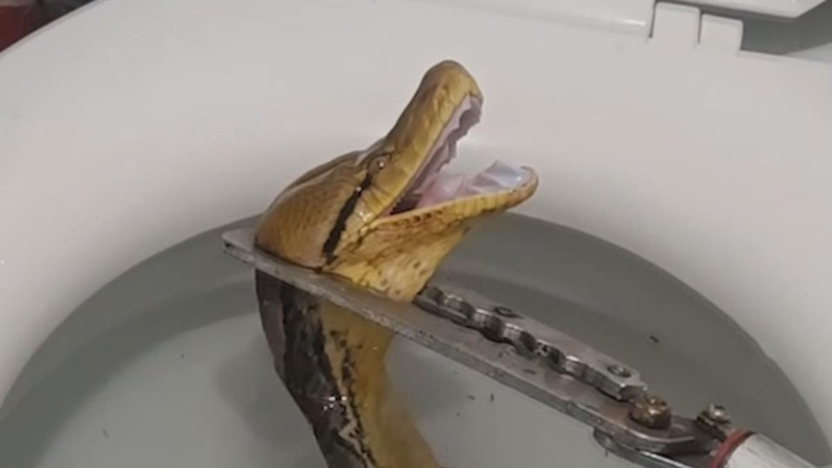 Woman finds python stuck in her toilet