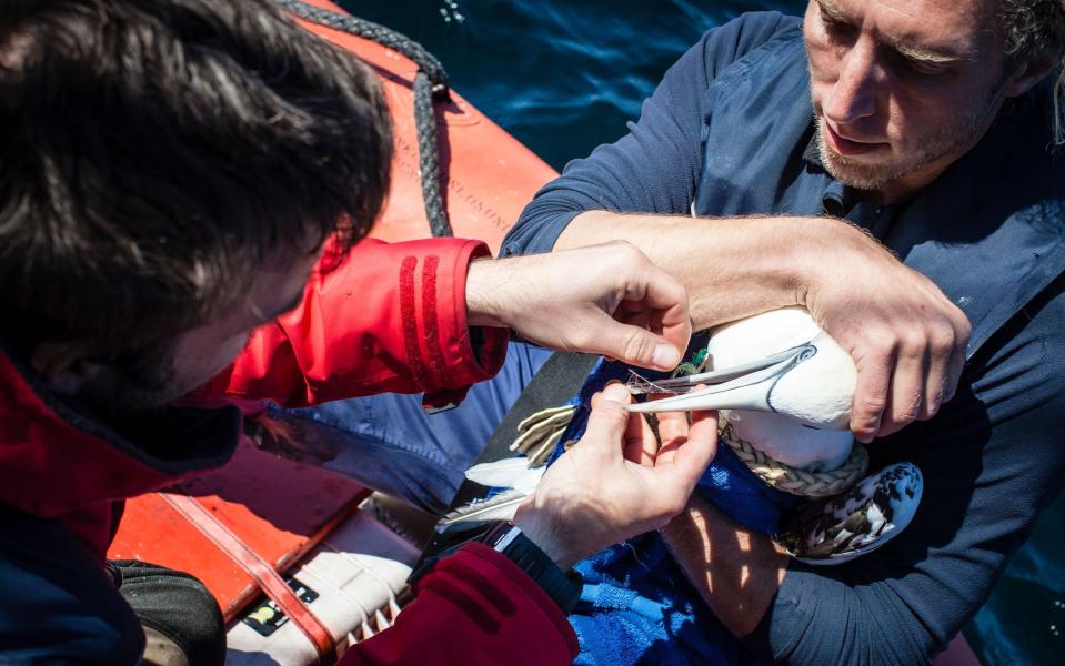 Greenpeace of their crew members with a gannet they found entangled with plastic in the Treshnish Isles, Scotland - Credit: Will Rose/Greenpeace