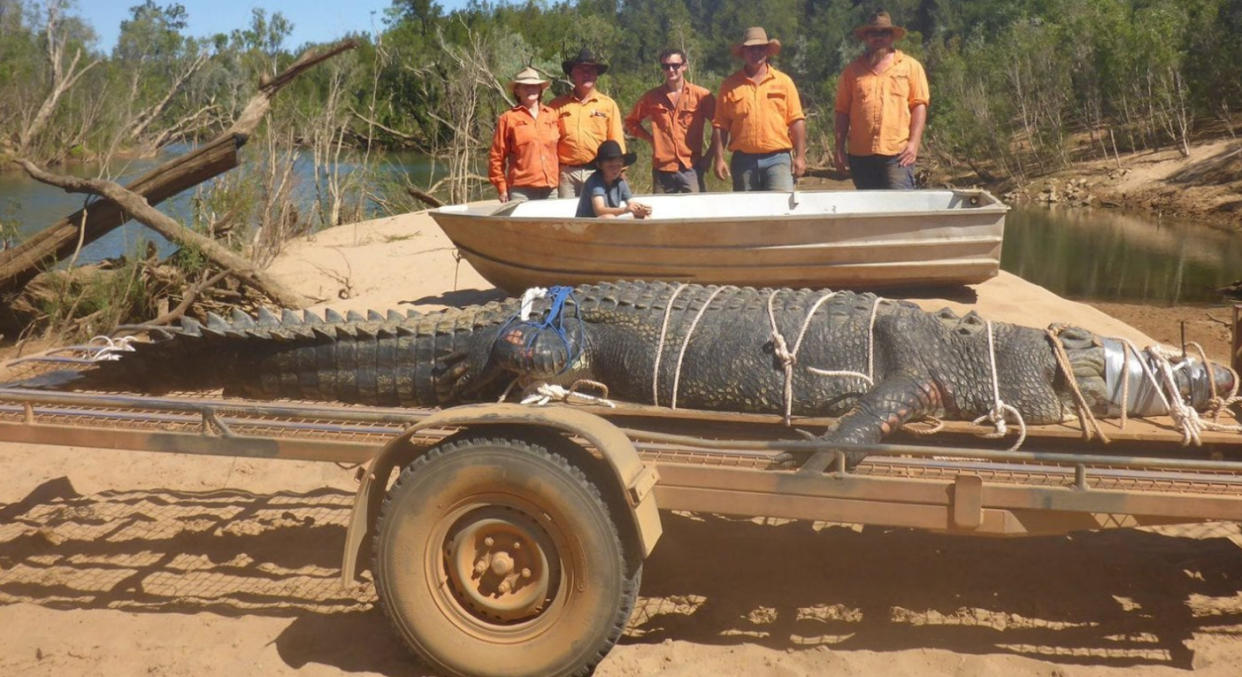 Monster 15ft crocodile caught after eight-year hunt