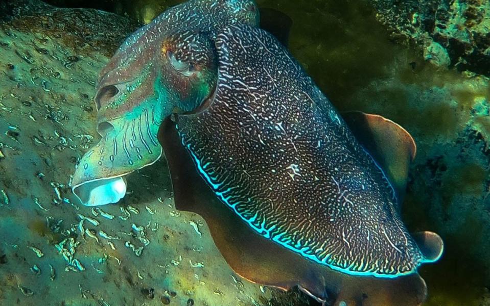 Cuttlefish at Stony Point - Phoebe Smith