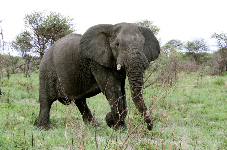 Poaching elephants ivory Africa