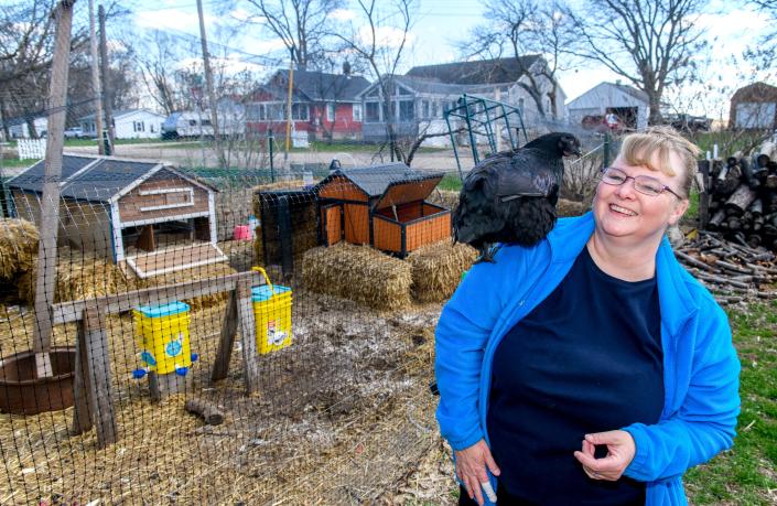 Four-month-old Shadow perches on owner Beth Gilmore&#39;s shoulder outside the chicken coop Gilmore keeps at her house in South Pekin. Shadow is one of 19 chickens Gilmore was raising and selling until her property was raided by local authorities.