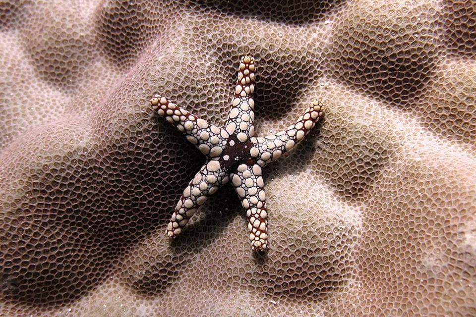 <span class="caption">Noduled sea stars are among the reef’s diverse species.</span> <span class="attribution"><a class="link " href="https://www.livingoceansfoundation.org/global-reef-expedition/" rel="nofollow noopener" target="_blank" data-ylk="slk:Ken Marks/Khaled bin Sultan Living Oceans Foundation;elm:context_link;itc:0;sec:content-canvas">Ken Marks/Khaled bin Sultan Living Oceans Foundation</a></span>