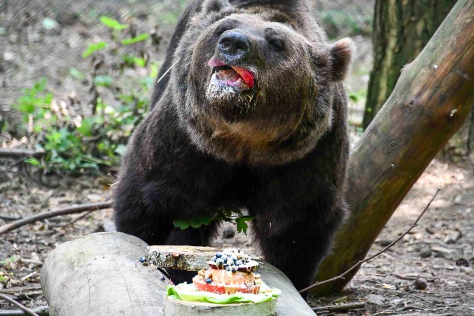 <p>BARENWALD Muritz/FOUR PAWS</p> Pavle the bear enjoying the Beary Tartare at a FOUR PAWS sanctuary