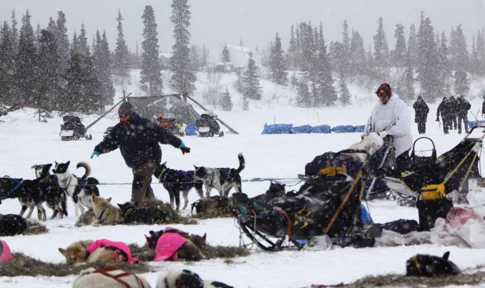 Archivo - Martin Buser lleva a su equipo al puesto de control de Rainy Pass, Alaska, durante la carrera Iditarod de trineos tirados por perros, el 9 de marzo de 2009. Apenas 33 trineos participarán el sábado en la salida de la competencia, el número más reducido de participantes que jamás haya cruzado Alaska con sus trineos a lo largo de casi 1.600 kilómetros (1.000 millas). (AP Foto/Al Grillo, Archivo)