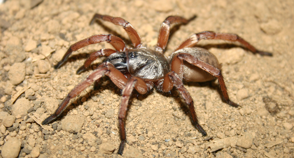 Close up of Proshermacha telaporta.