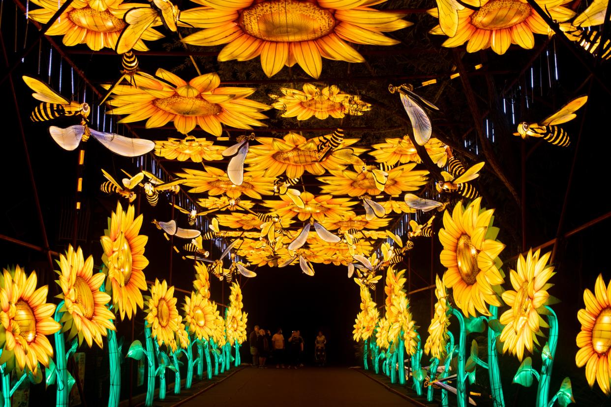 Sunflowers with bumblebees is one of the 50 displays at the Wild Lights Festival, returning to Blank Park Zoo in April.