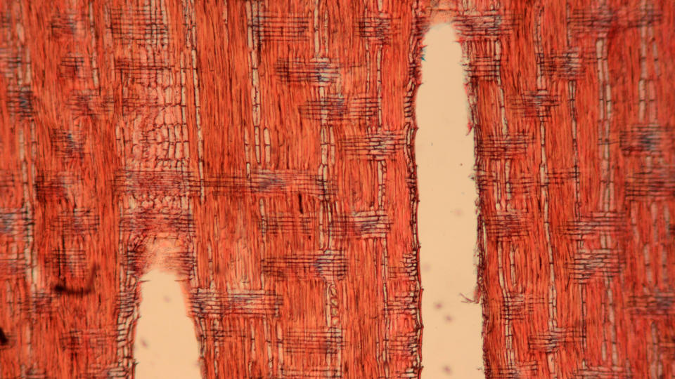 A photograph taken through a microscope shows a section of Dalbergia nigra (Brazilian rosewood)