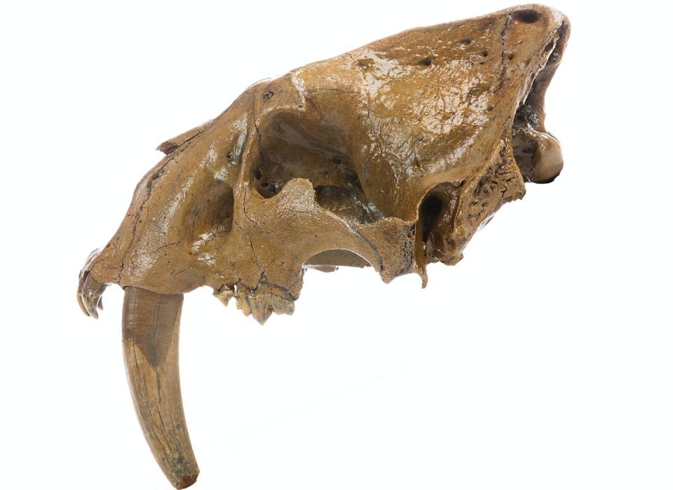 The recent sabertooth find is a complete cranium, albeit missing one of its namesake sabers. Chris Gannon, ISU News Service