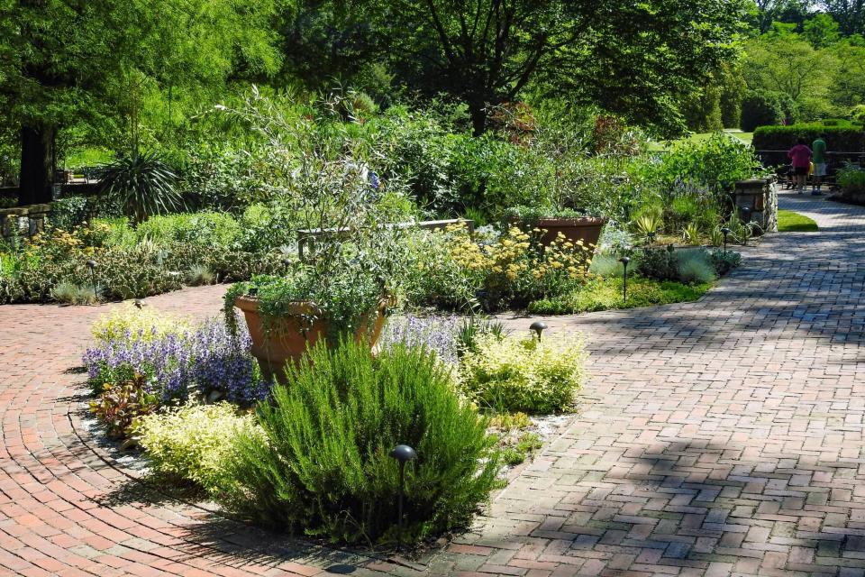 Longwood Gardens Rosemary