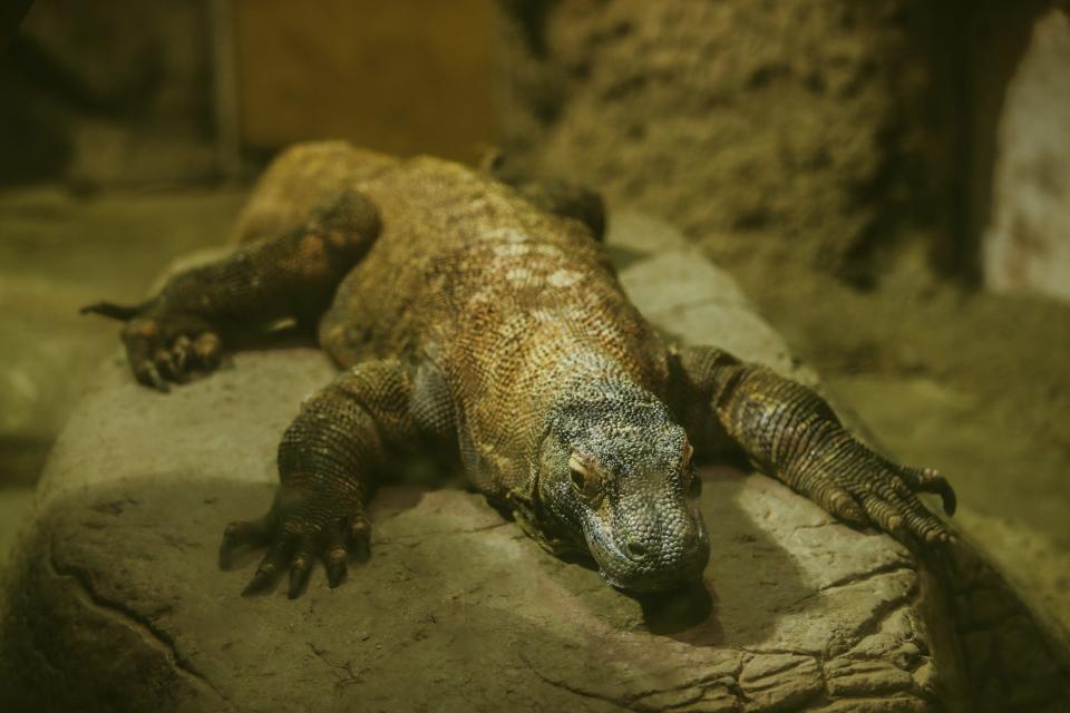 A male Komodo dragon lays on a rock in their exhibit at the Memphis Zoo on Thursday, Jan. 25, 2024 at the Memphis Zoo in Memphis, Tenn.